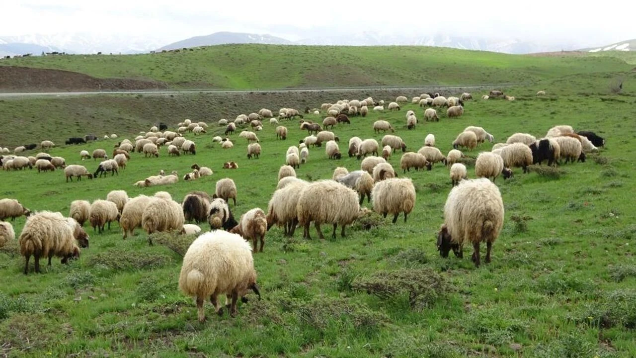 Elbistan Kardeşler Besi Çiftliği'nde özenle yetiştirilen hayvanlar