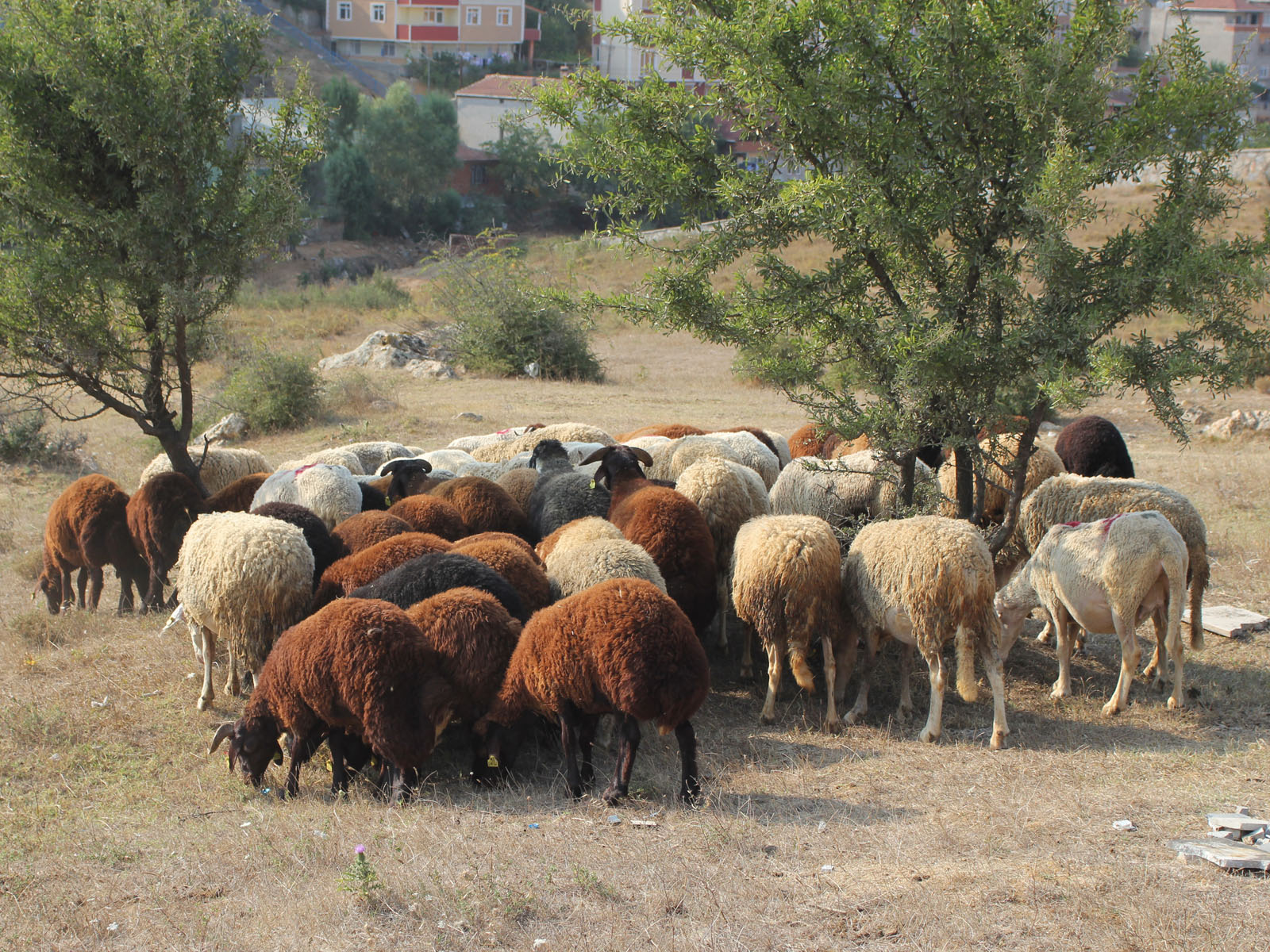 Elbistan Kardeşler Besi Çiftliği'nde kurbanlık büyükbaş hayvanlar